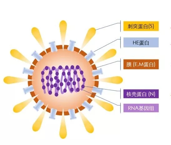 疫情來勢洶洶，如何做好個人防護(hù)？這些問題要明白！ 行業(yè)熱點 第2張